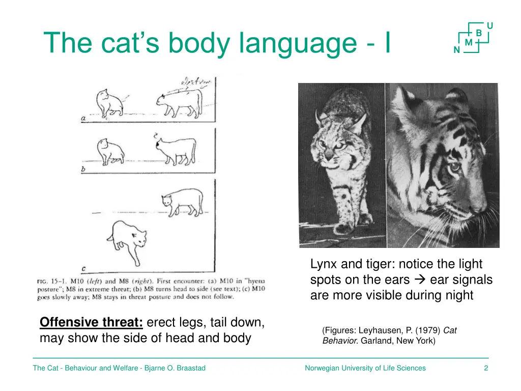 the cat s body language i