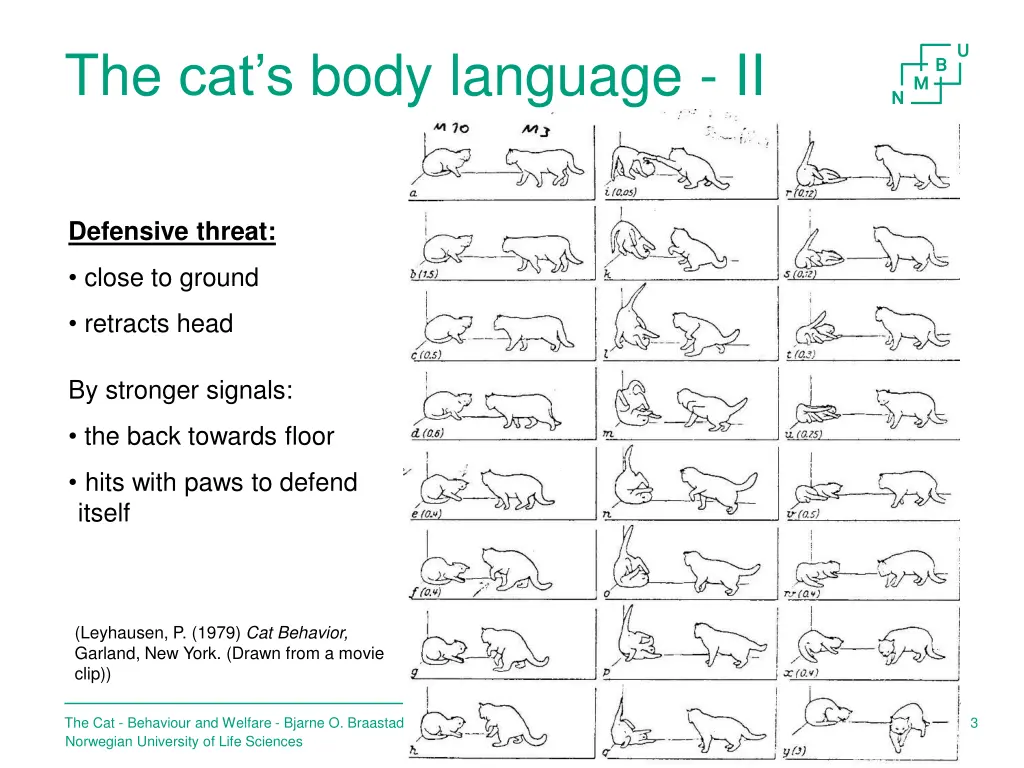 the cat s body language ii