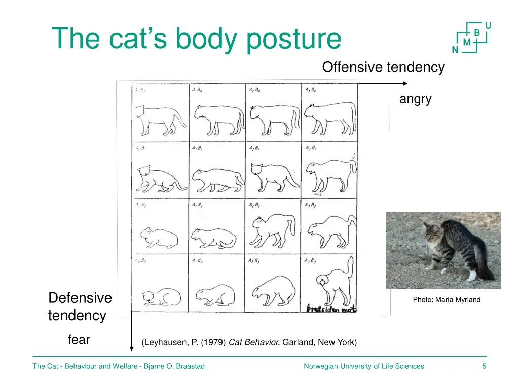 the cat s body posture