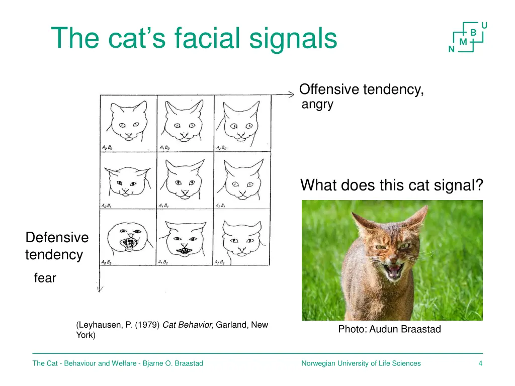 the cat s facial signals