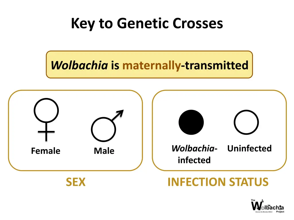 key to genetic crosses