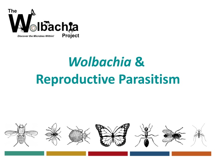 wolbachia reproductive parasitism