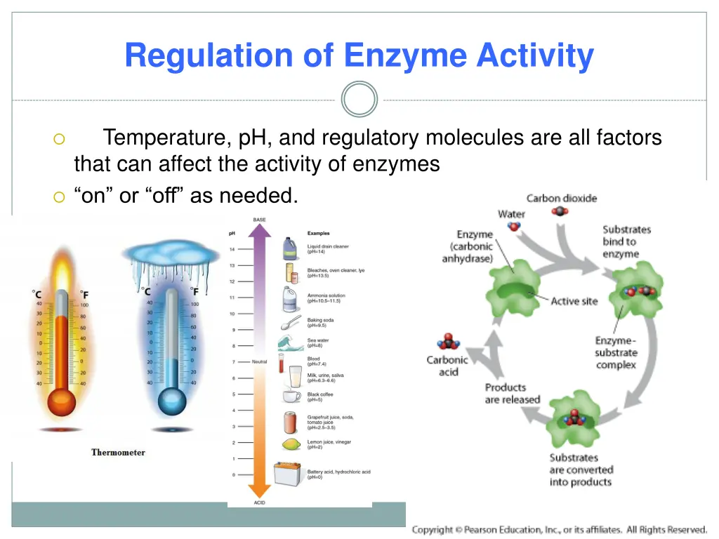 regulation of enzyme activity