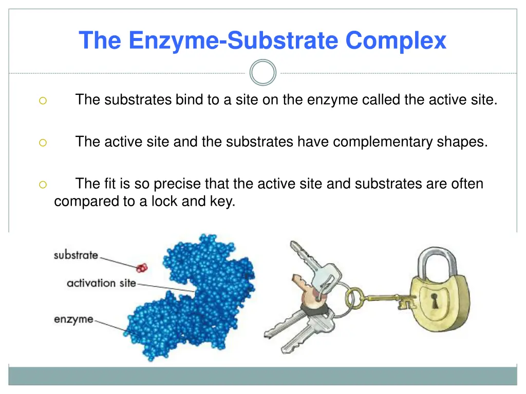 the enzyme substrate complex