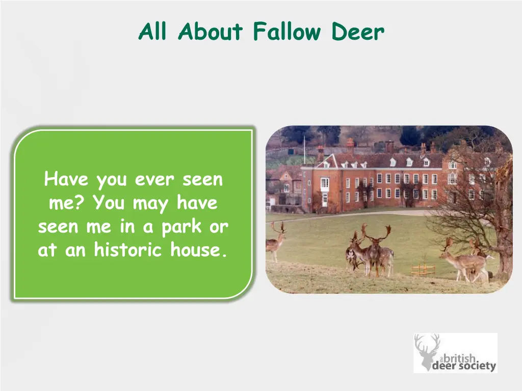 all about fallow deer 1