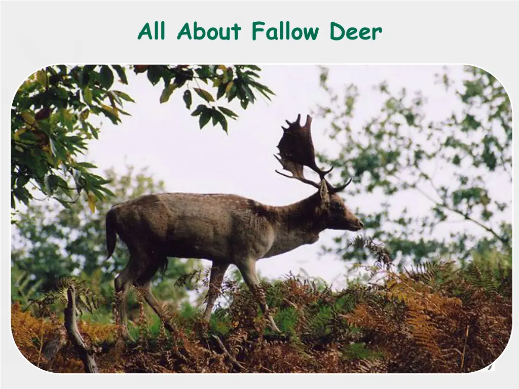 all about fallow deer