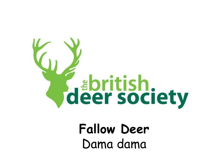 fallow deer dama dama