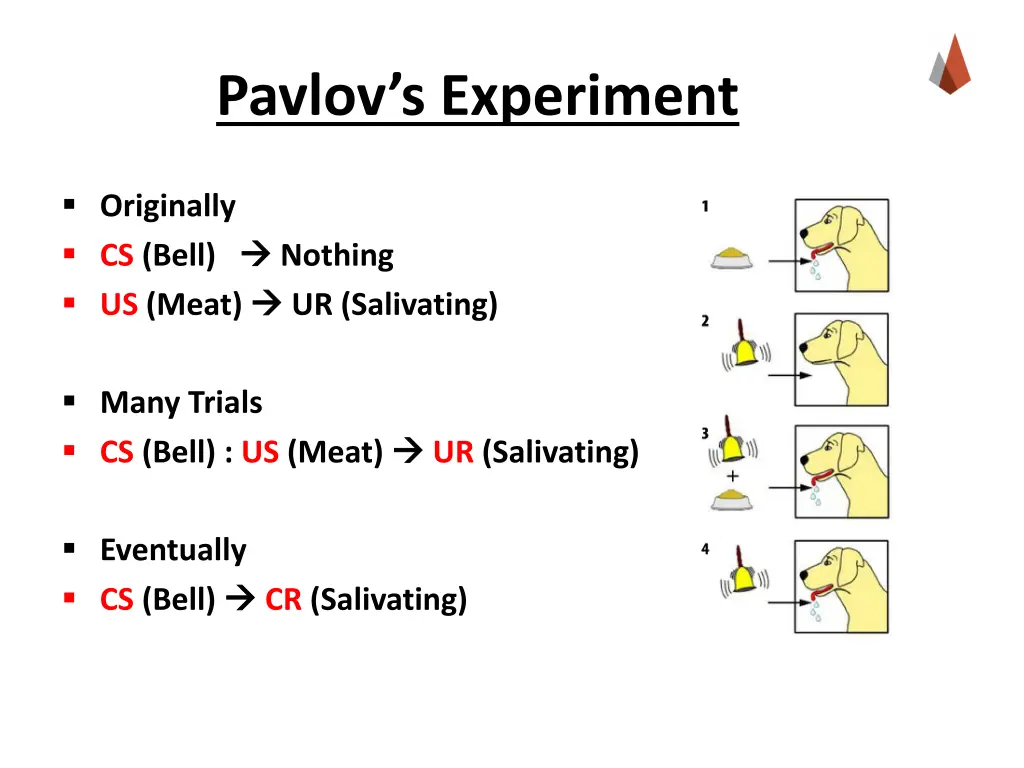 pavlov s experiment