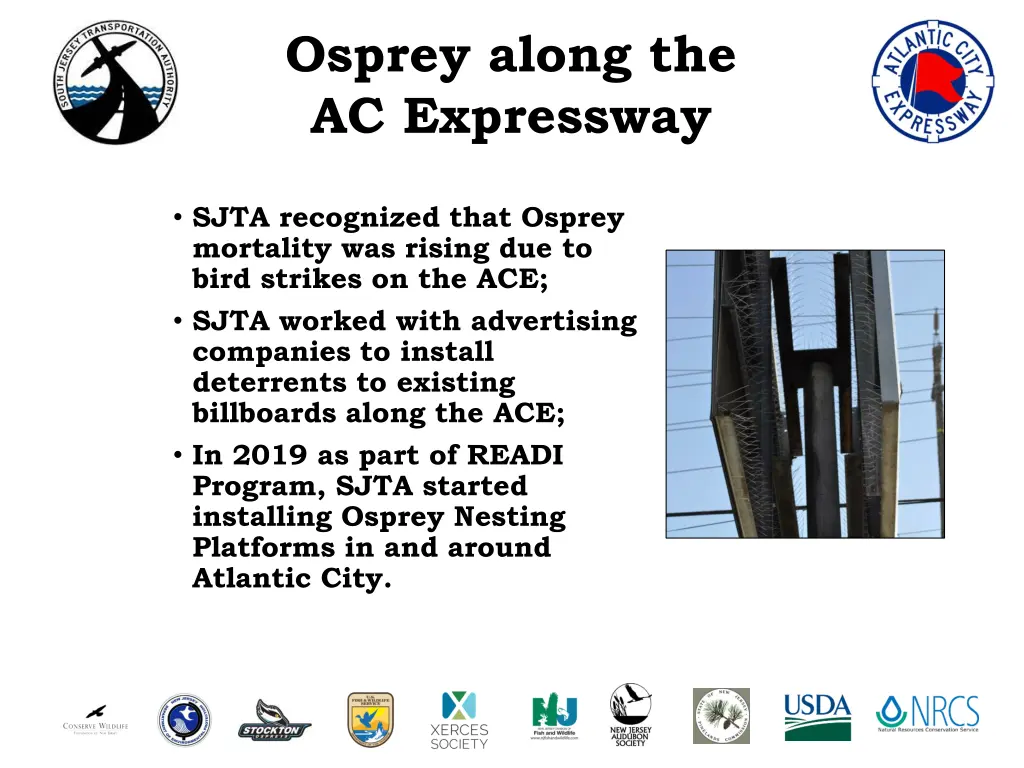 osprey along the ac expressway