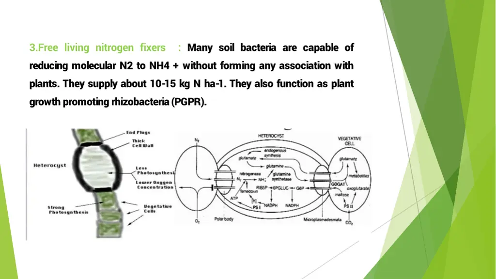 3 free living nitrogen fixers reducing molecular