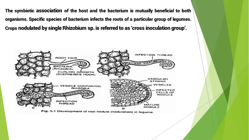 the symbiotic association of the host