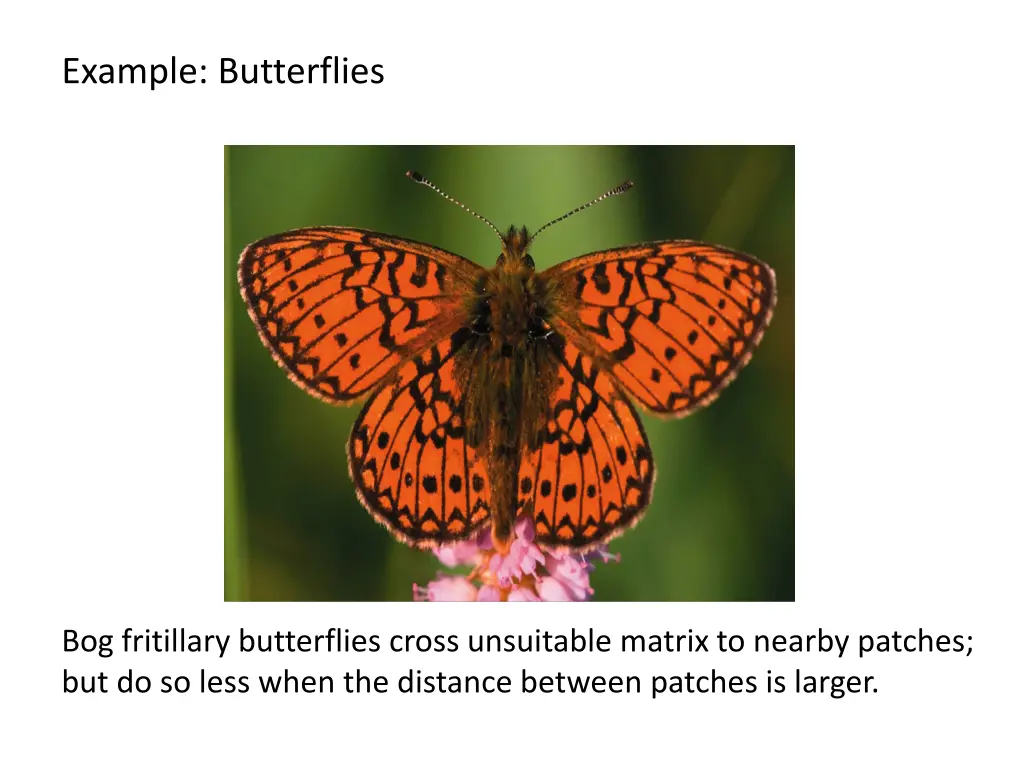example butterflies