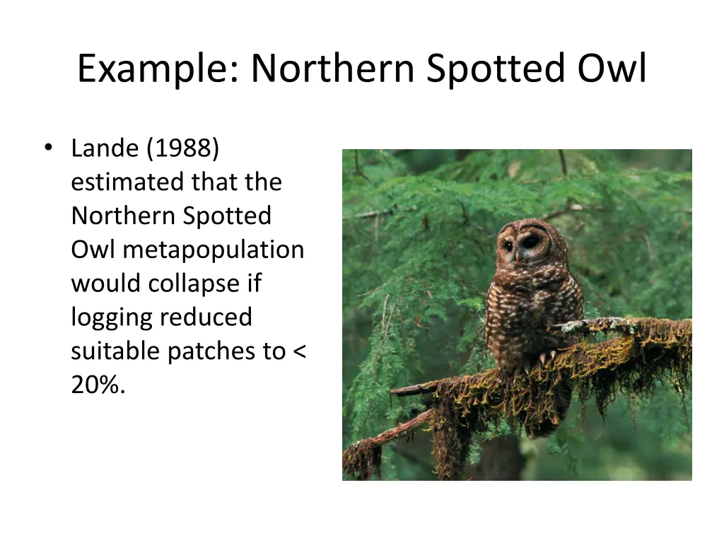 example northern spotted owl