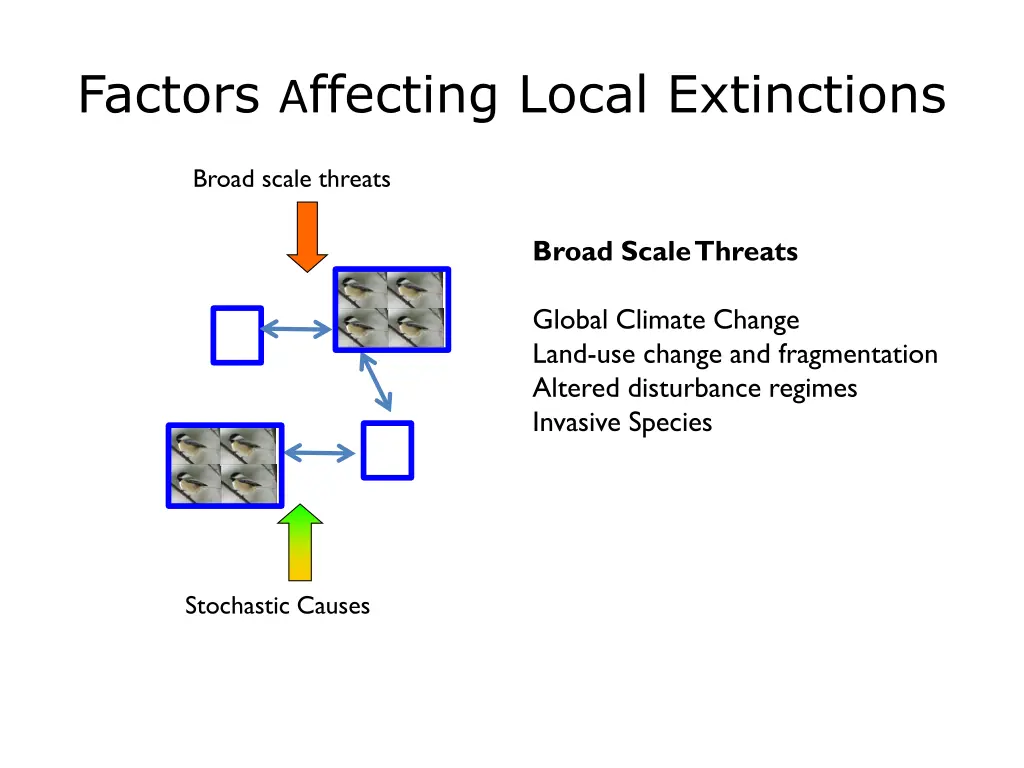factors a ffecting local extinctions