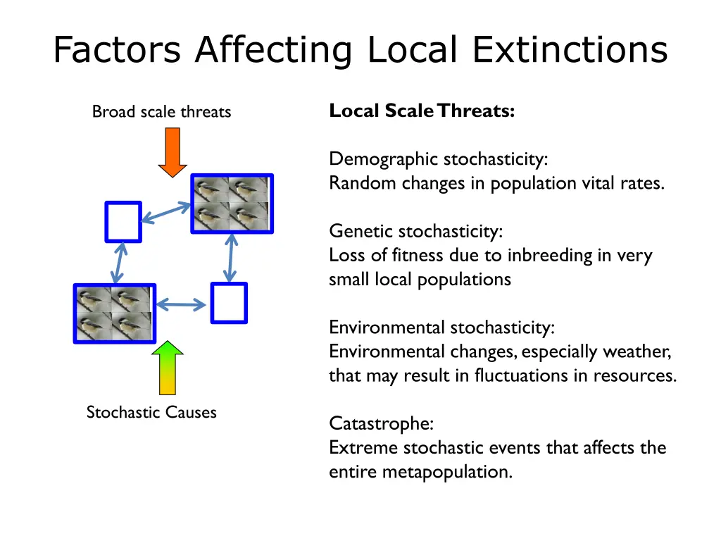 factors affecting local extinctions