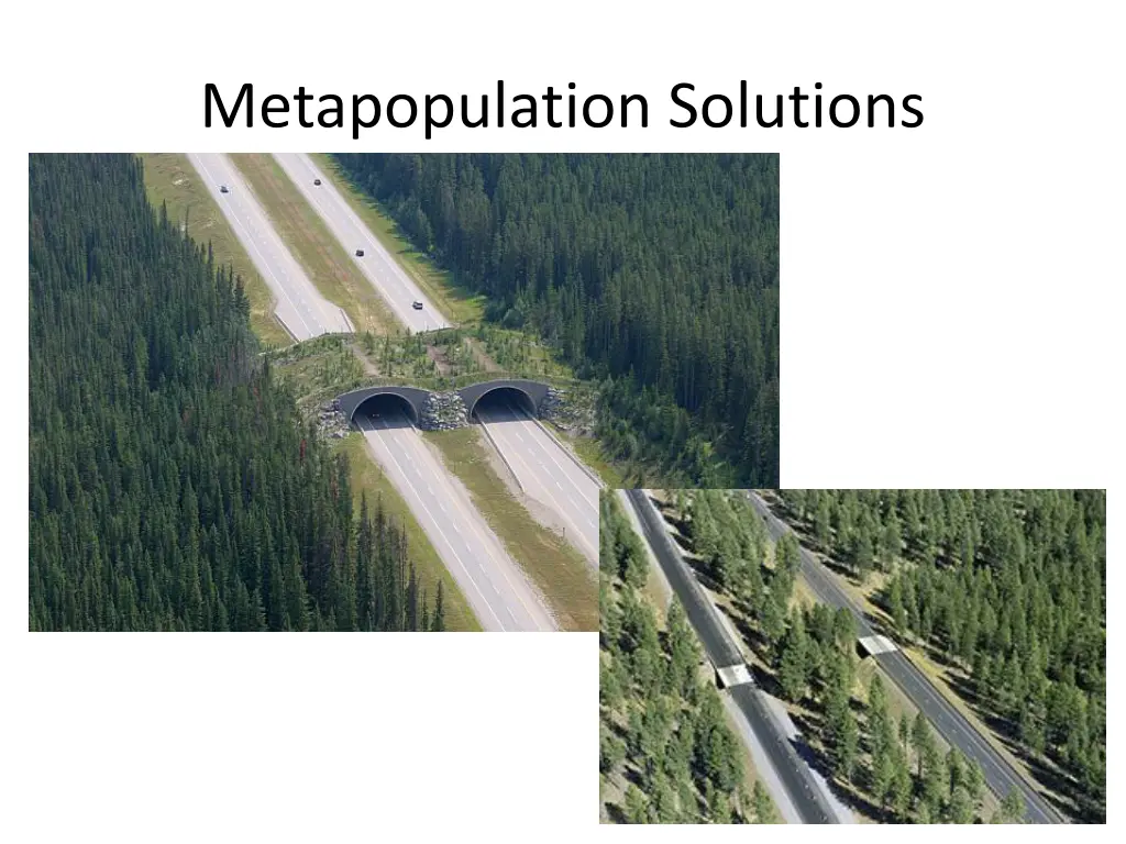 metapopulation solutions 1