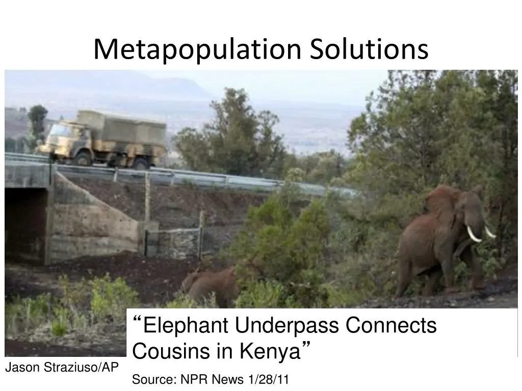 metapopulation solutions