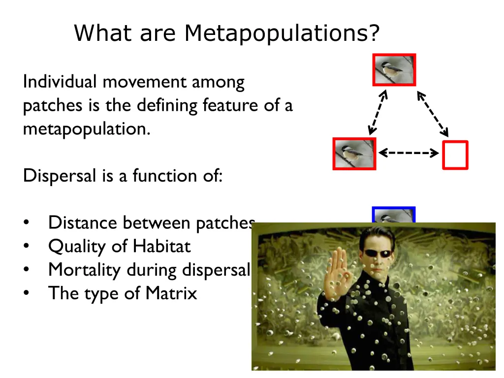 what are metapopulations 1