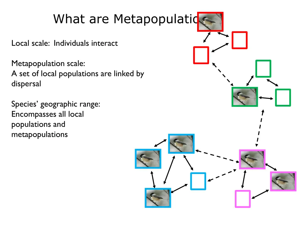 what are metapopulations