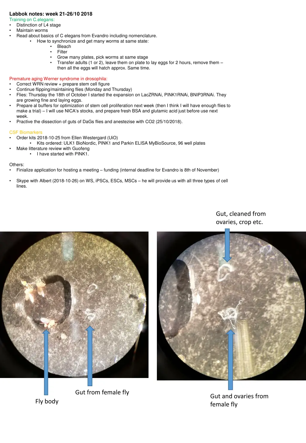 labbok notes week 21 26 10 2018 training