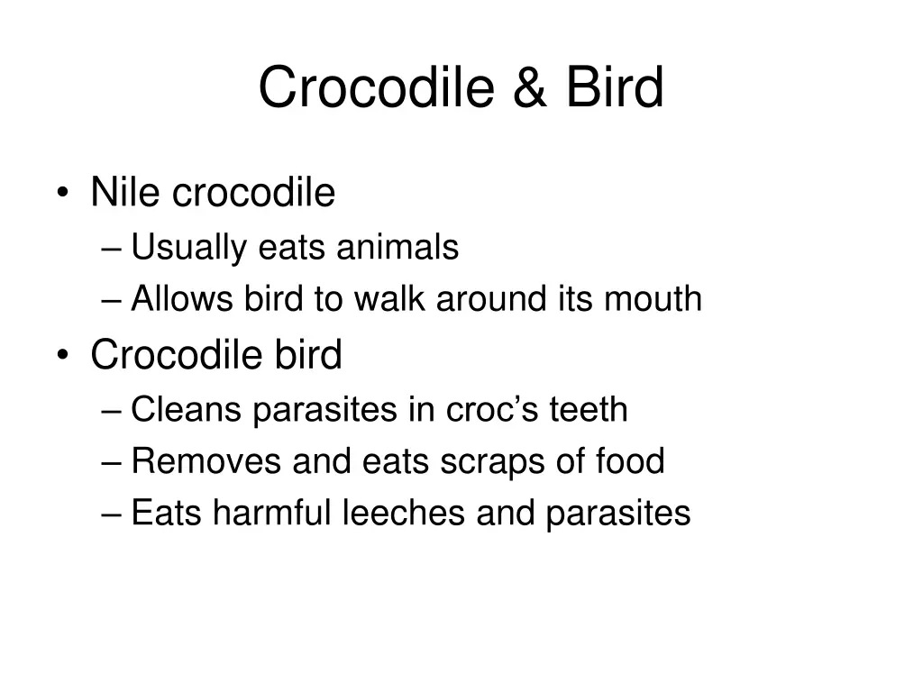 crocodile bird