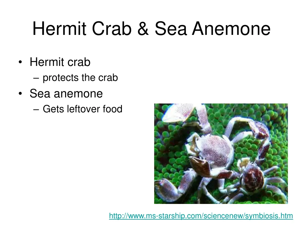 hermit crab sea anemone