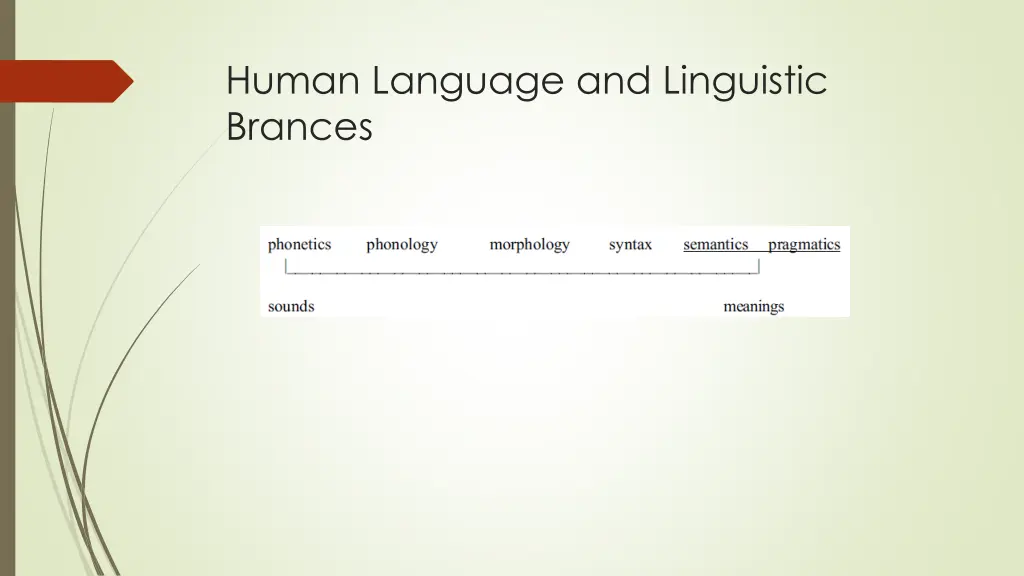 human language and linguistic brances