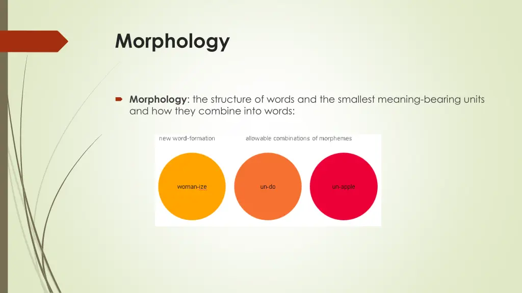 morphology