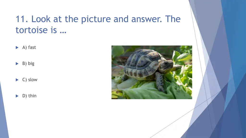 11 look at the picture and answer the tortoise is