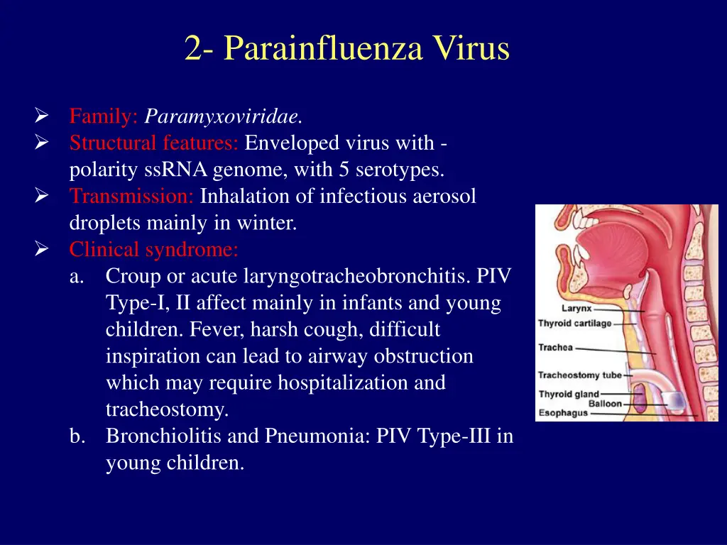 2 parainfluenza virus