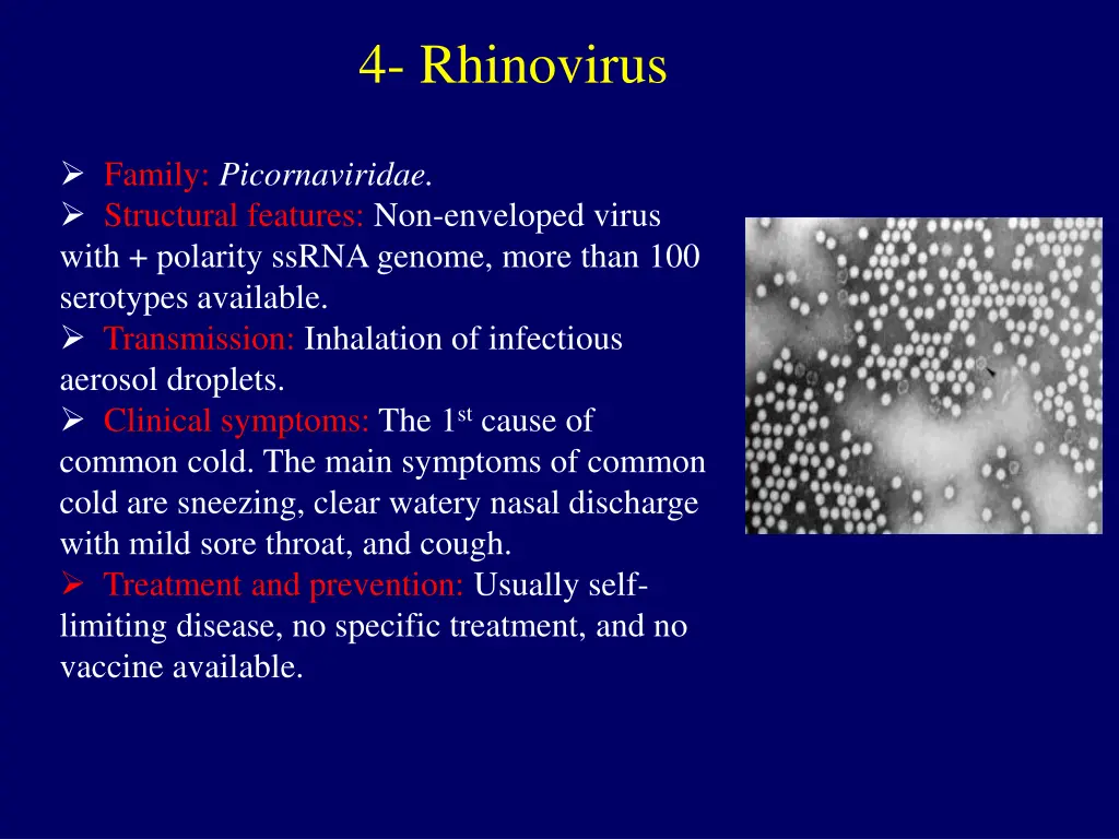 4 rhinovirus