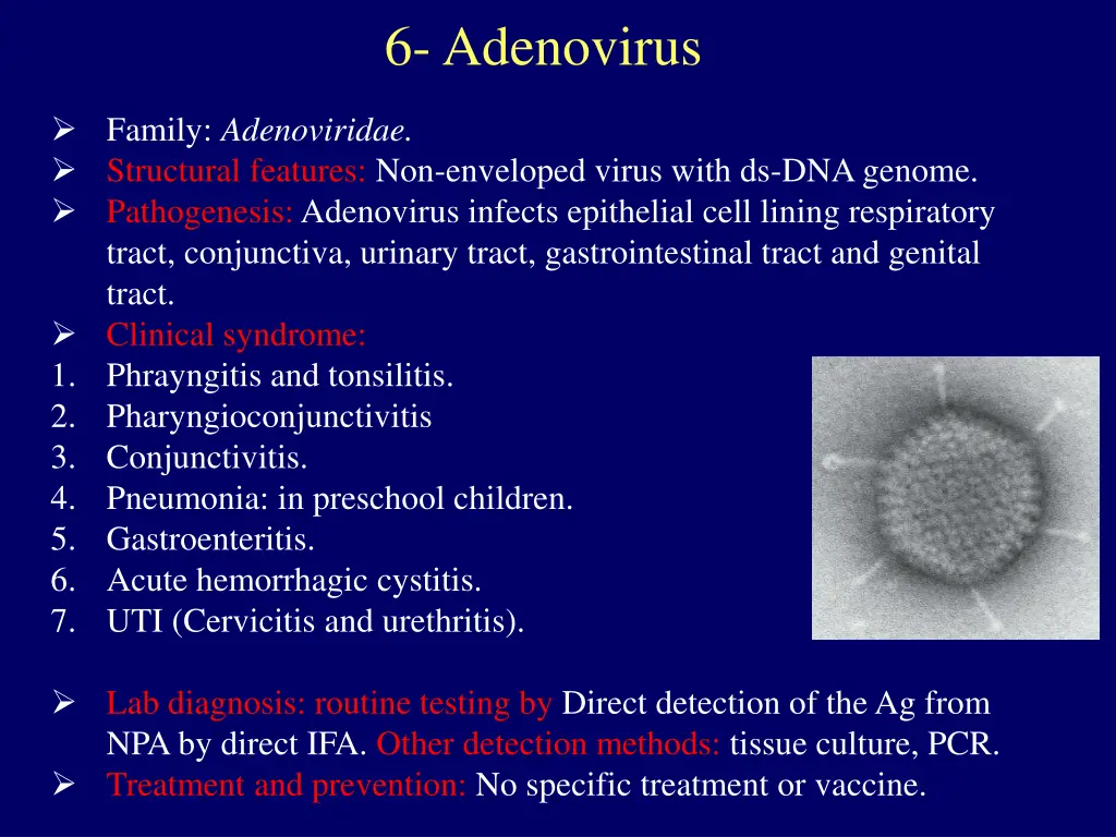 6 adenovirus