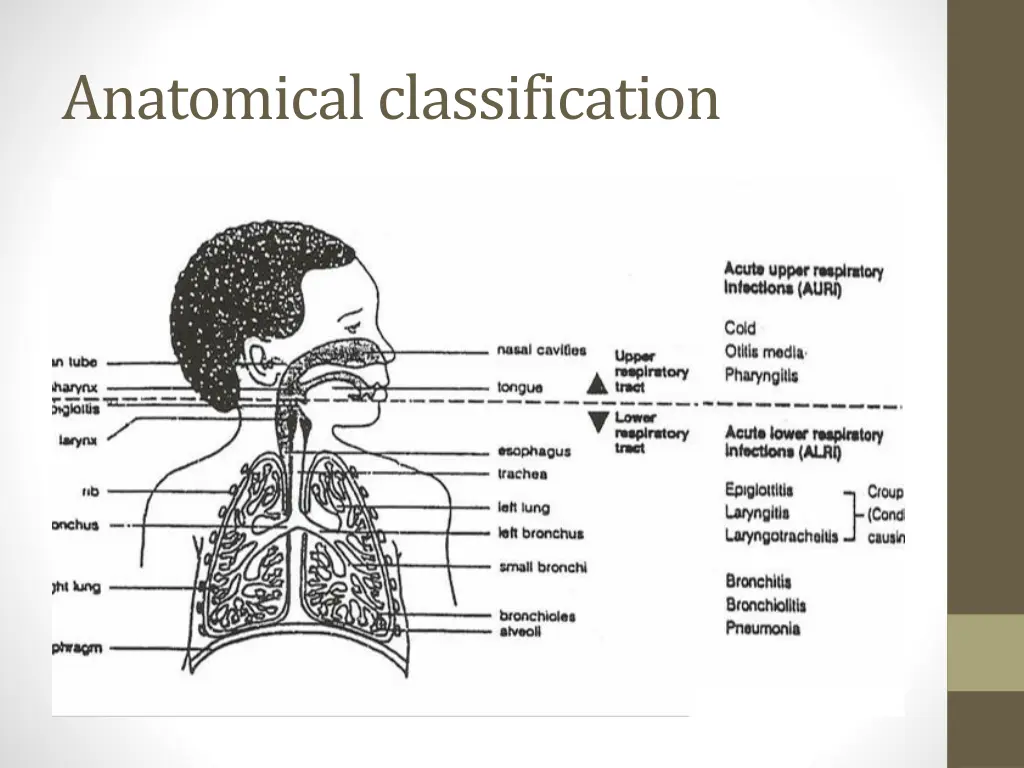 anatomical classification