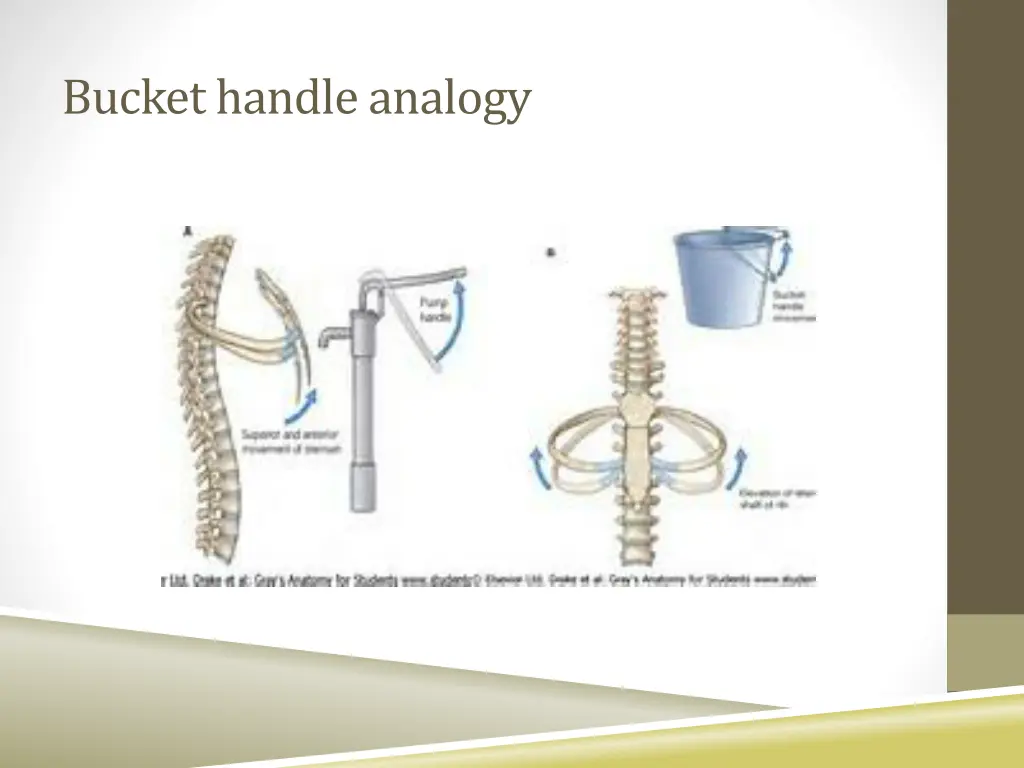 bucket handle analogy