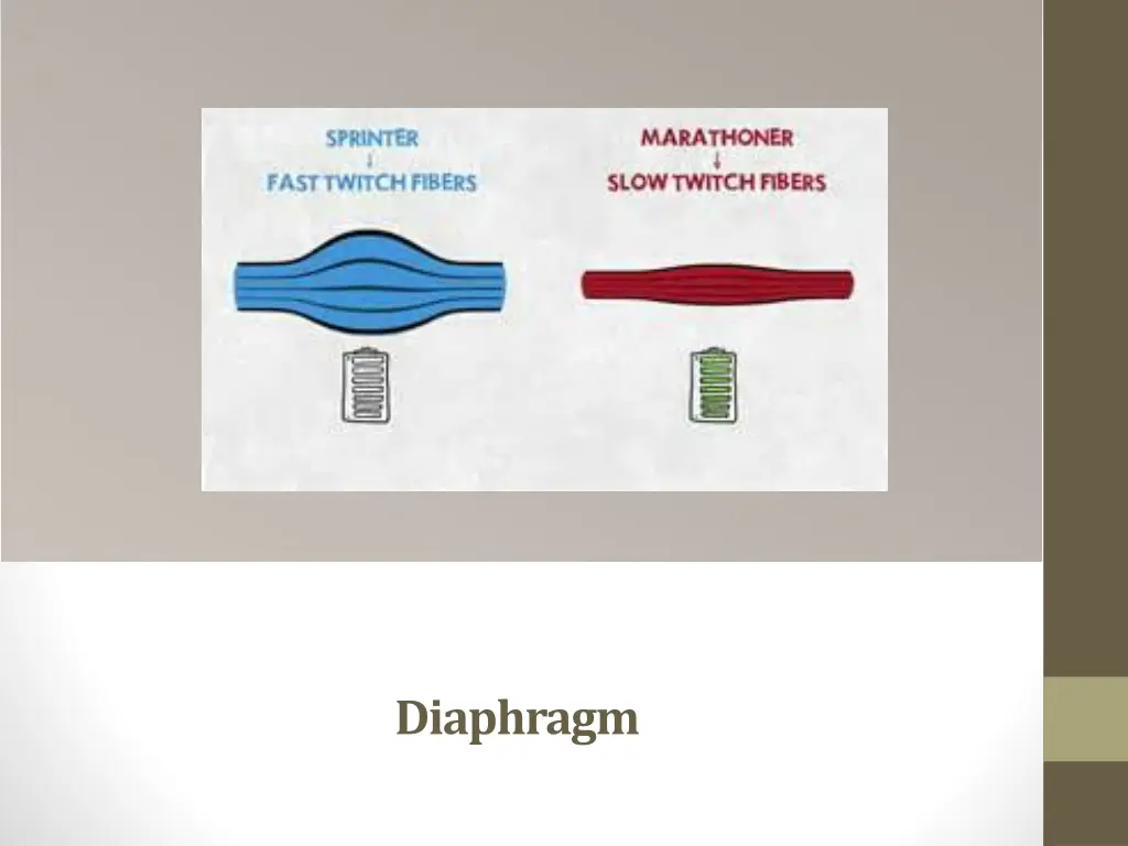 diaphragm