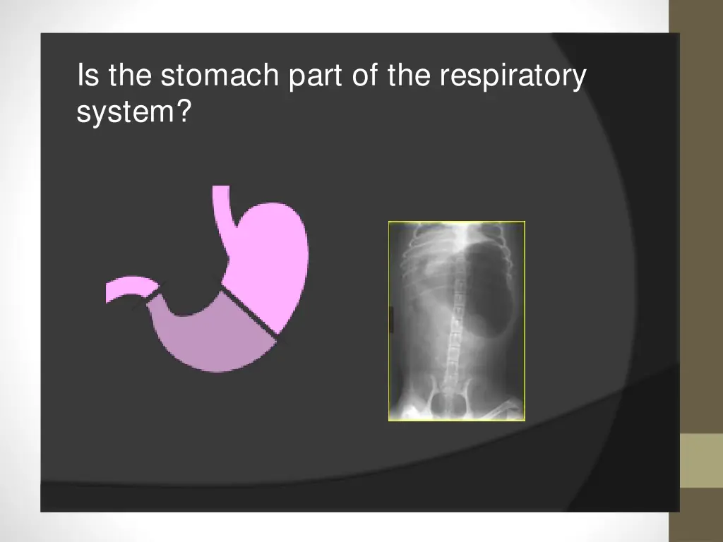 is the stomach part of the respiratory system