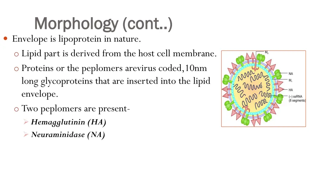 morphology cont morphology cont envelope