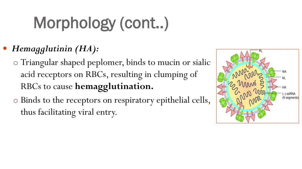 morphology cont morphology cont