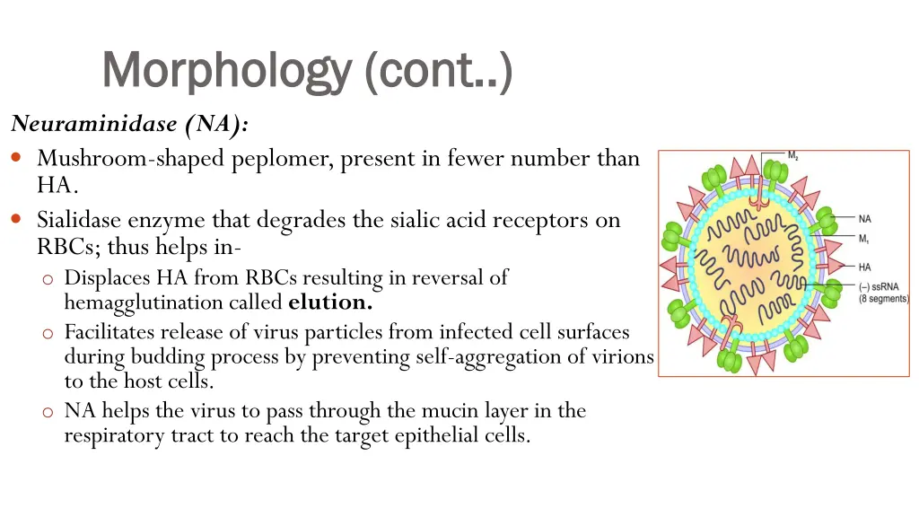 morphology cont morphology cont neuraminidase