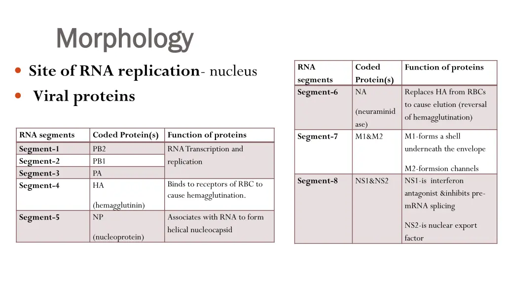 morphology morphology