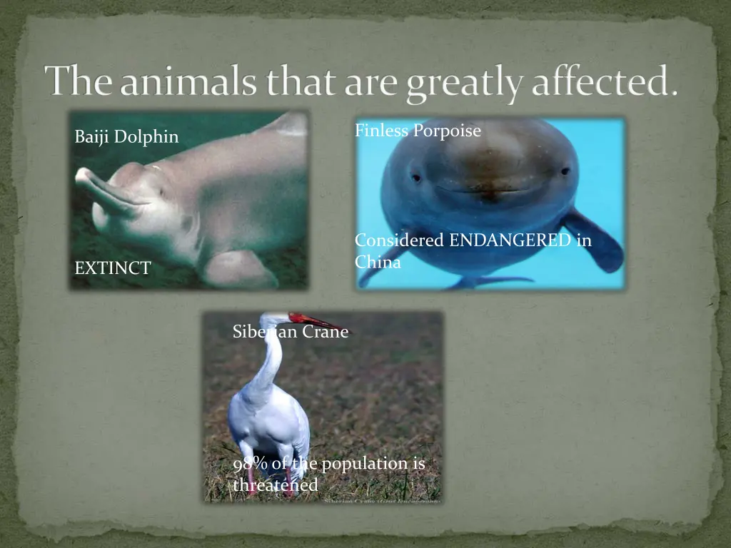 the animals that are greatly affected