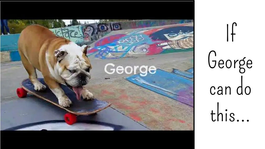 bulldog george amazes new fans at the skatepark