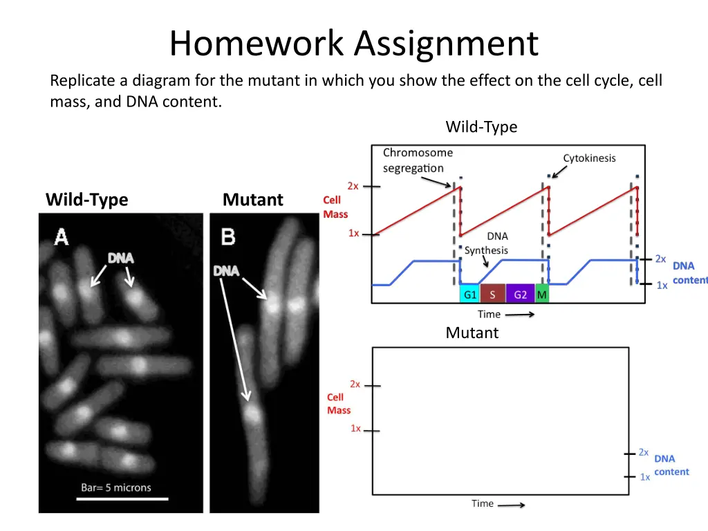 homework assignment replicate a diagram