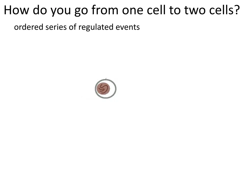 how do you go from one cell to two cells 1