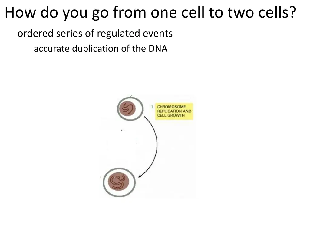 how do you go from one cell to two cells 2