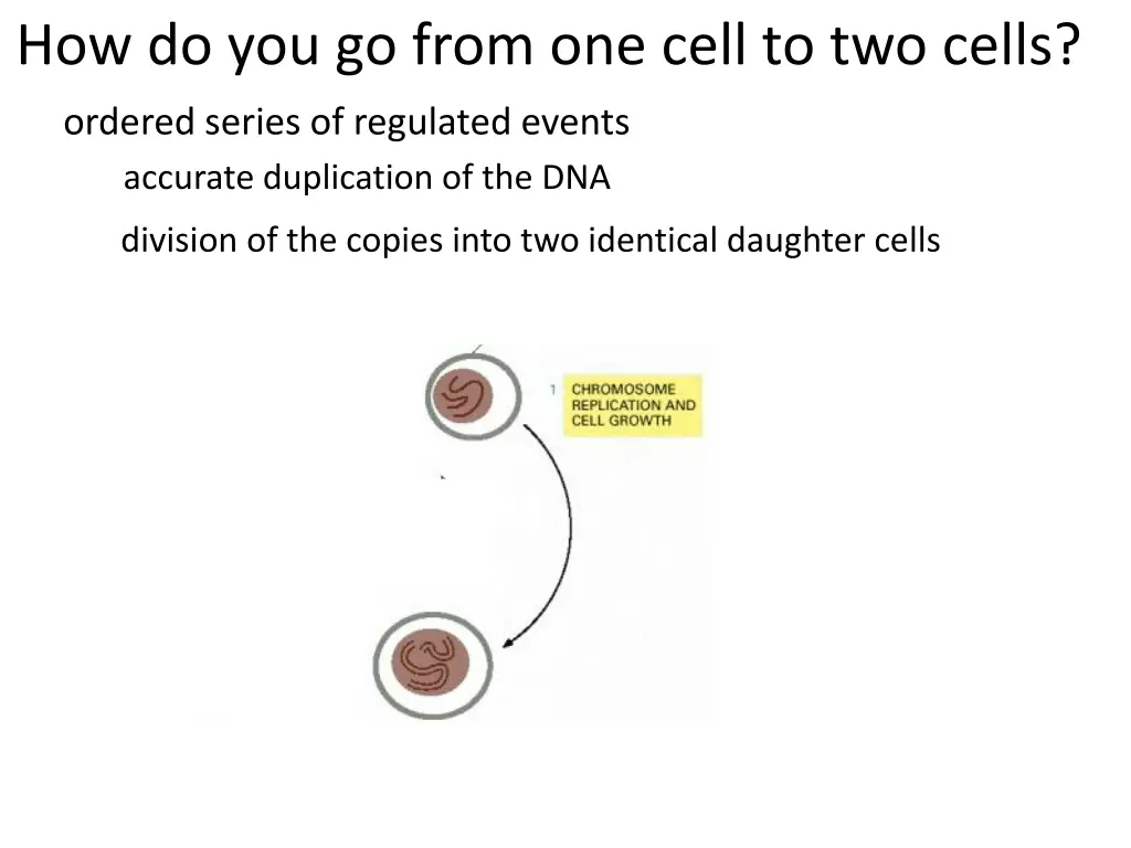 how do you go from one cell to two cells 3