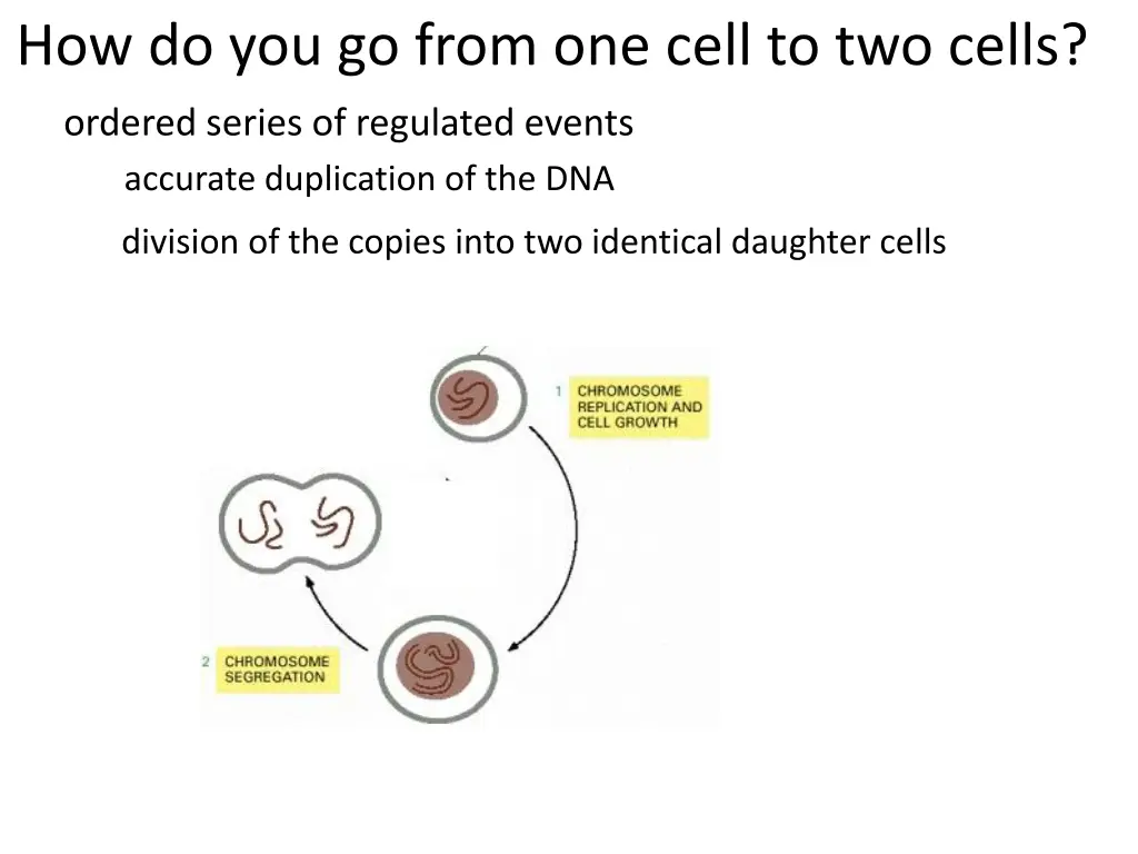 how do you go from one cell to two cells 4