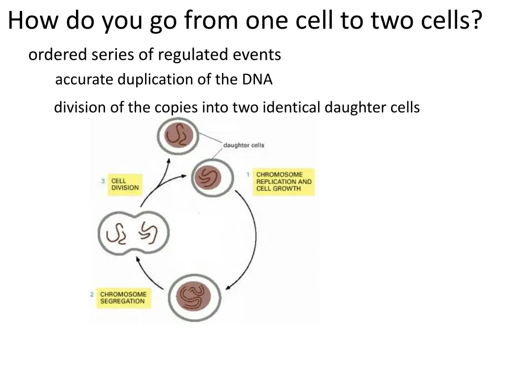 how do you go from one cell to two cells 5