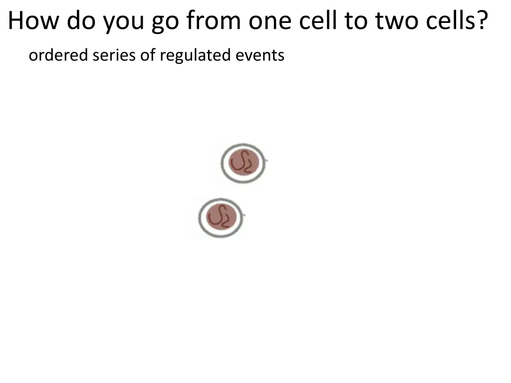 how do you go from one cell to two cells