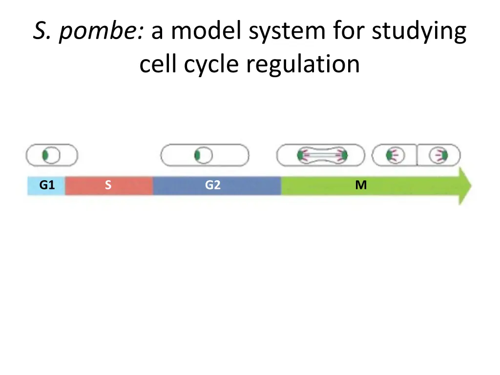 s pombe a model system for studying cell cycle